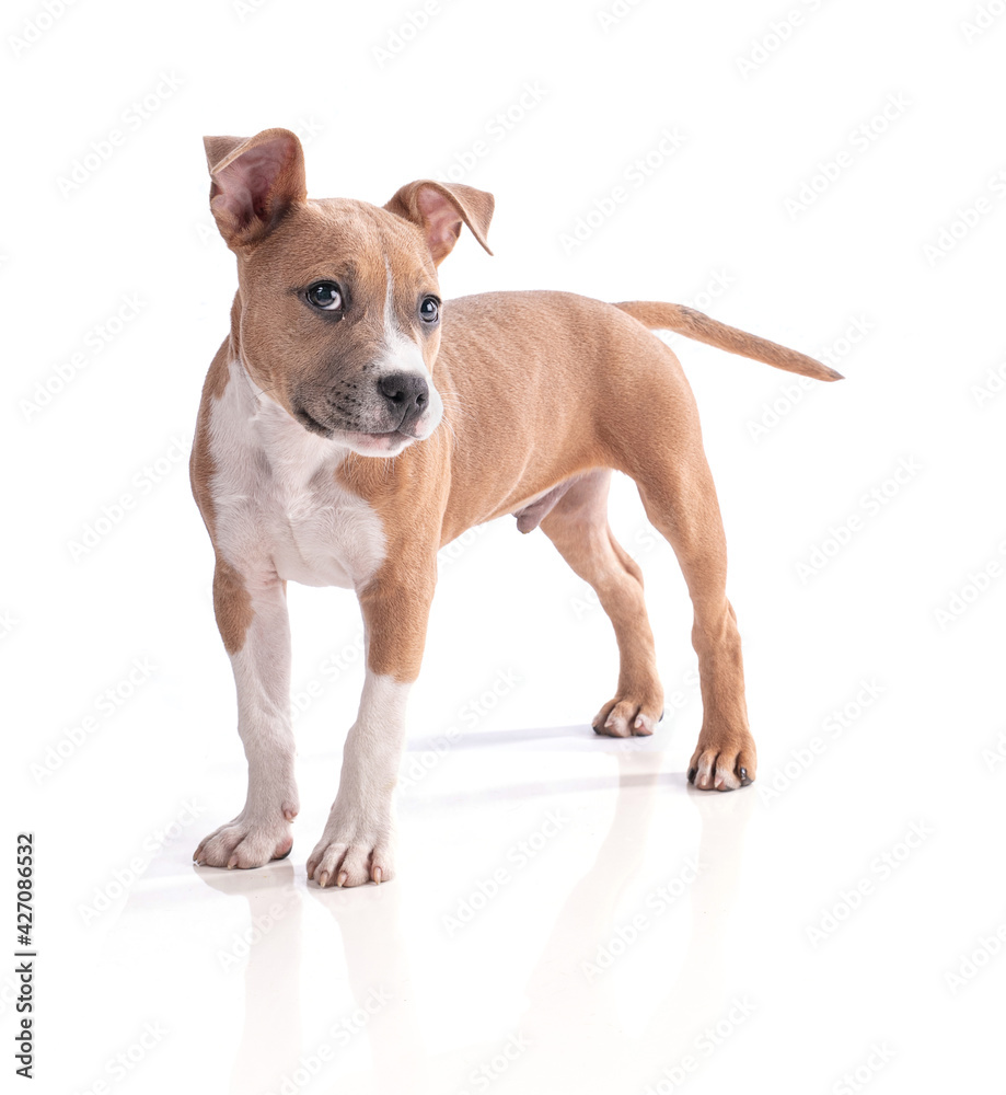 3 month old American Staffordshire Terrier
