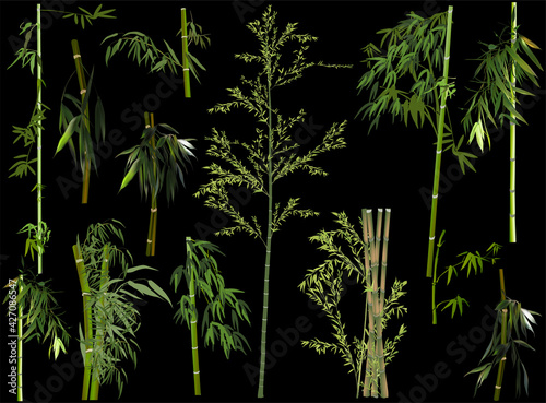 isolated on black set of thirteen green bamboo plants © Alexander Potapov