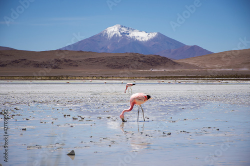 Pink flamingos on a mineral lake in Bolivia