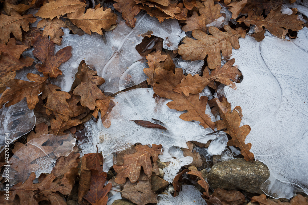 Dried leaves on ice