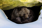 Brown bear with two cubs looks out of its den in the woods under a large rock in winter