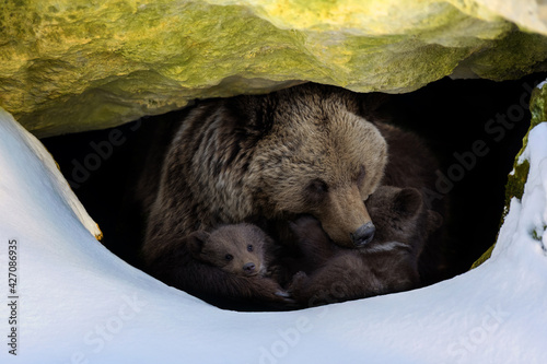 Brown bear with two cubs looks out of its den in the woods under a large rock in winter photo