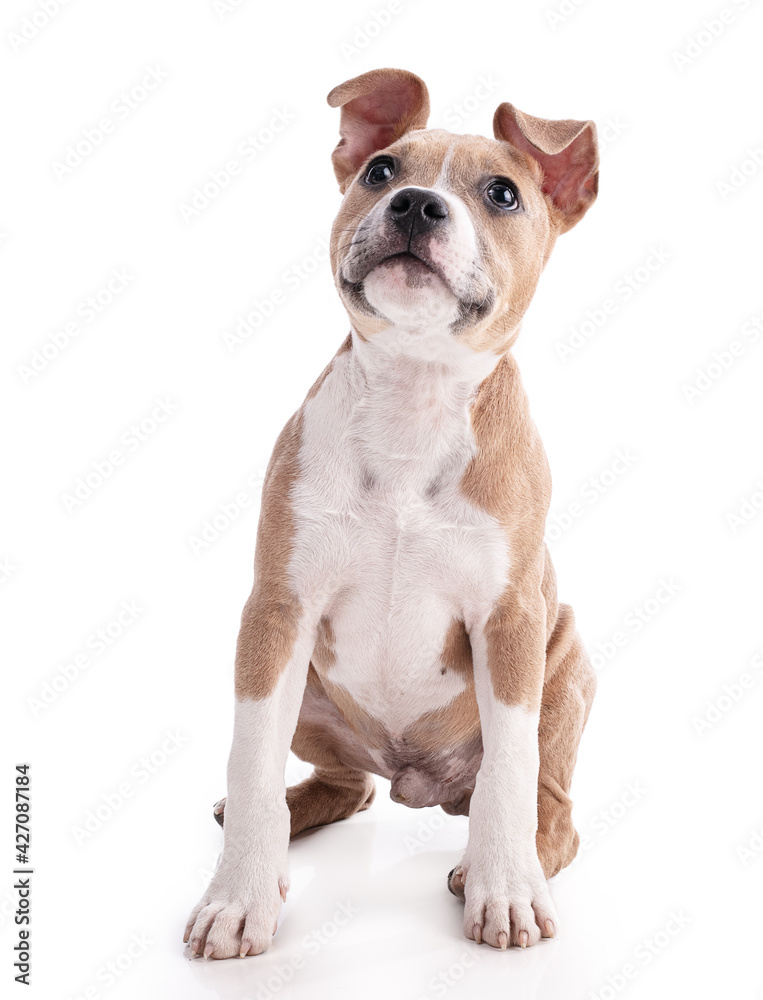 3 month old American Staffordshire Terrier puppy sitting