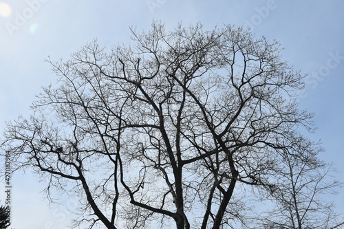 grafika drzew © drlmk