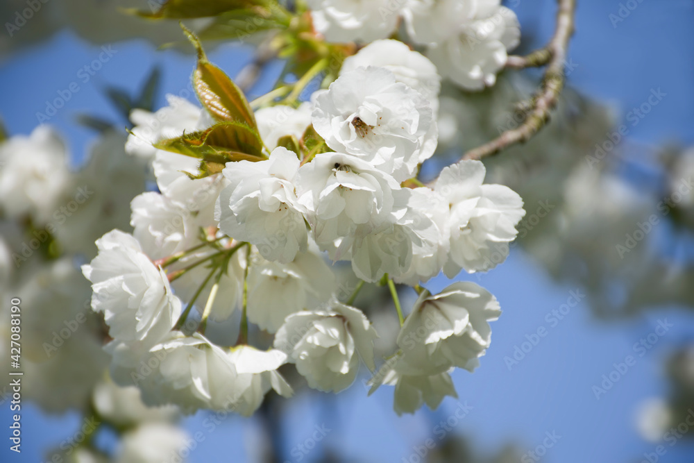 Spring cherry blossom against blue sky Spring cherry blossom against blue sky