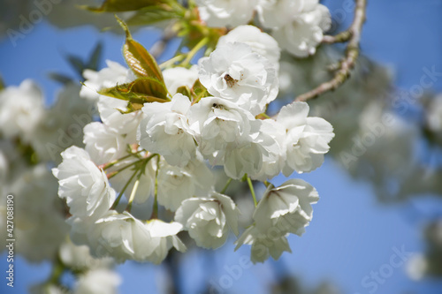 Spring cherry blossom against blue sky