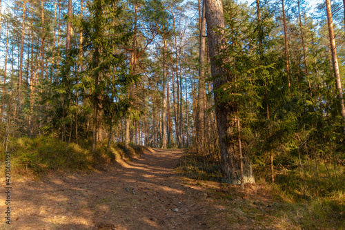 Forest trails of the Belarusian forest