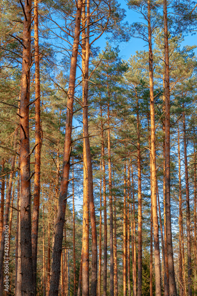 Fototapeta premium Tall pine forest in a sunshine fairy light. Belarusian nature, springtime.