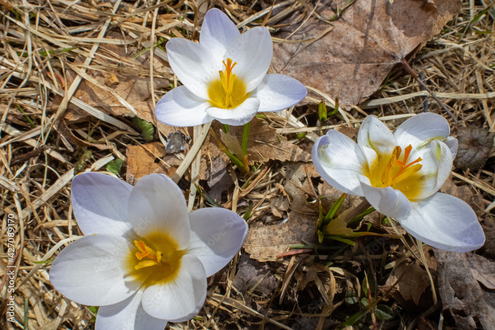 Three white crocus flowers in early spring Three white crocus flowers in early spring