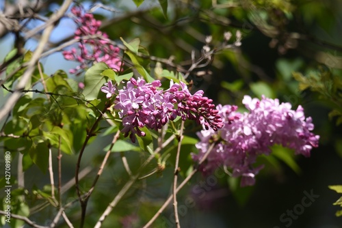 Lilac blossoms. Oleaceae deciduous tree.