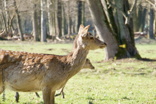 Doe Dybowski's deer in the park photo