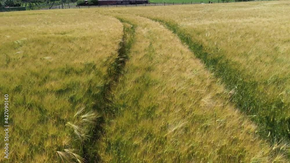 Farm and wheat fields. Home plot, Grain plantation on a sunny day Farm and wheat fields. Home plot, Grain plantation on a sunny day
