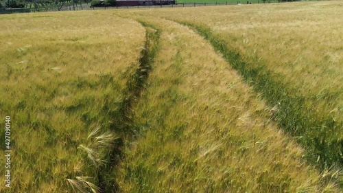 Farm and wheat fields. Home plot, Grain plantation on a sunny day