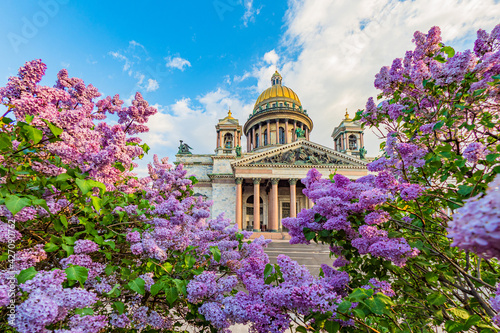 Spring Saint Petersburg. Sights of Russia. St. Isaac's Cathedral surrounded by lilacs. St. Isaac's Cathedral in Saint Petersburg. Russia in sunny weather. Guide to Saint Petersburg. Traveling  Russia
