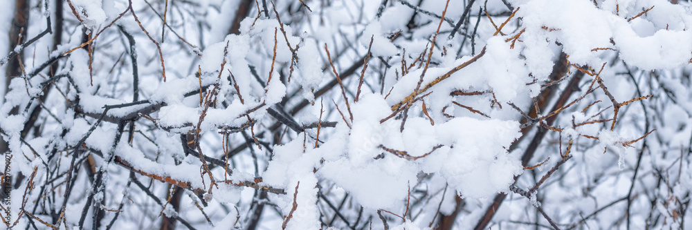 Snow on the branches of trees and bushes after a snowfall. Beautiful winter background with snow-covered trees. Plants in a winter forest park. Cold snowy weather. Cool texture of fresh snow. Panorama