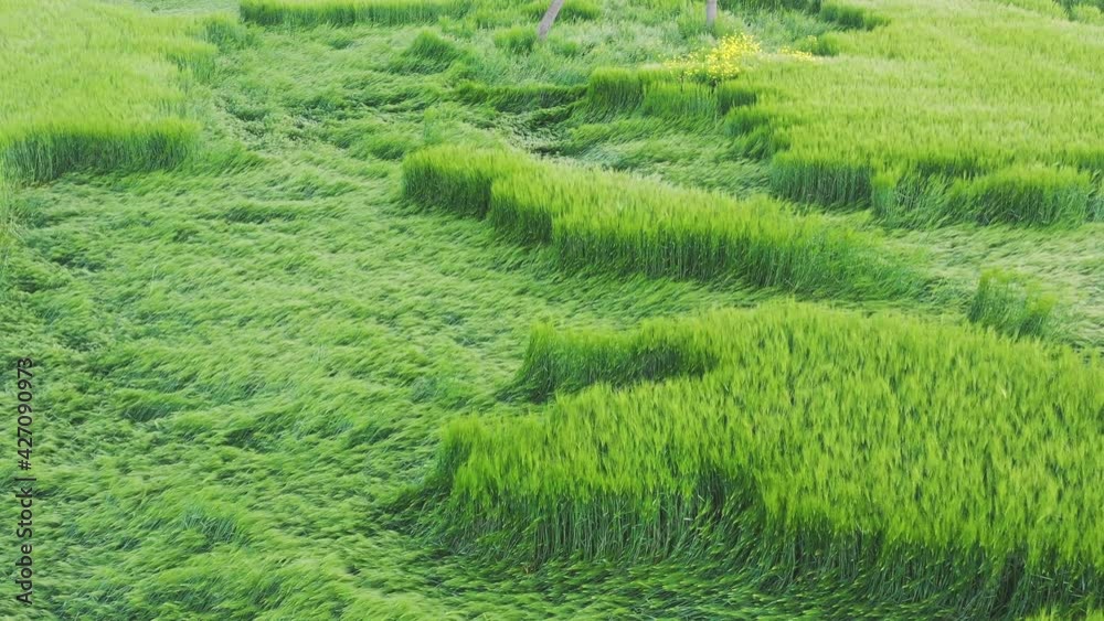 Wheat Field After Heavy Rains and Floods Drone Video Wheat Field After Heavy Rains and Floods Drone Video