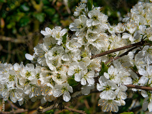 The blossom flowers of a Cambridge Gage plant, showing the petals, anthers held up on filaments and the stamens. Taken on a sunny day in spring in the north west of the UK.