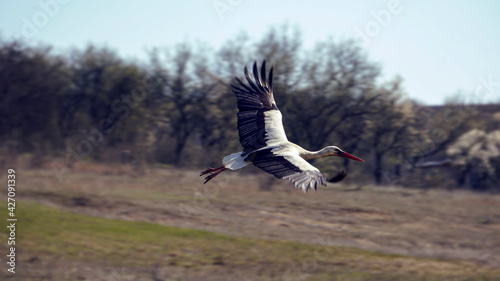 A young stork flying near the lake in the wild nature. Birdwatching during the first days of the spring.  Beautiful white eastern stork Ciconia Ciconia
