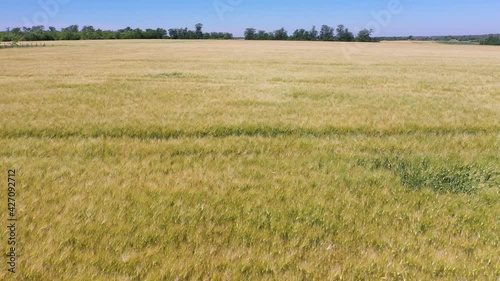 Rural field with wheat, grain plantation on a sunny day