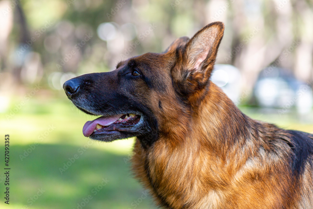 Portrait of a german shepherd dog