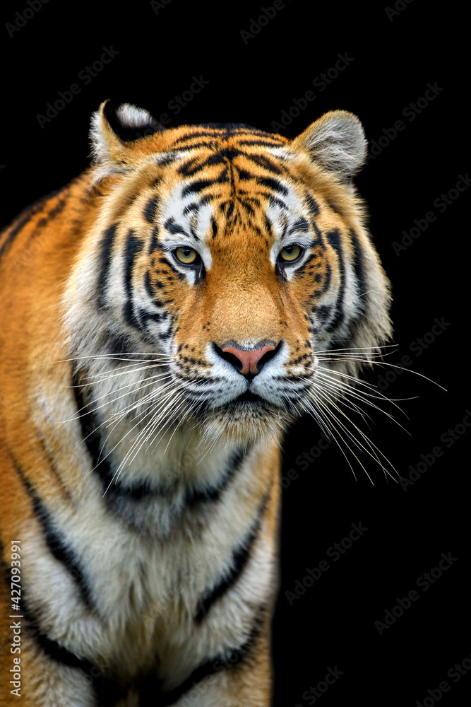 Close up Siberian or Amur tiger on black background Close up Siberian or Amur tiger on black background