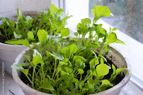 Petunia seedling in the white buckets