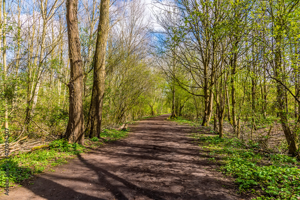 A view of a tree lined track beside a lake in Thrapston, Northamptonshire in springtime