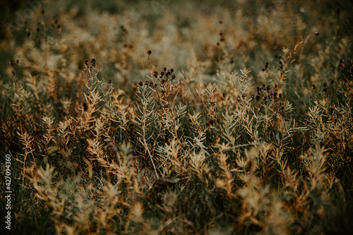 dense field of beautiful dry grass and flowers in an autumn yellow and brown field