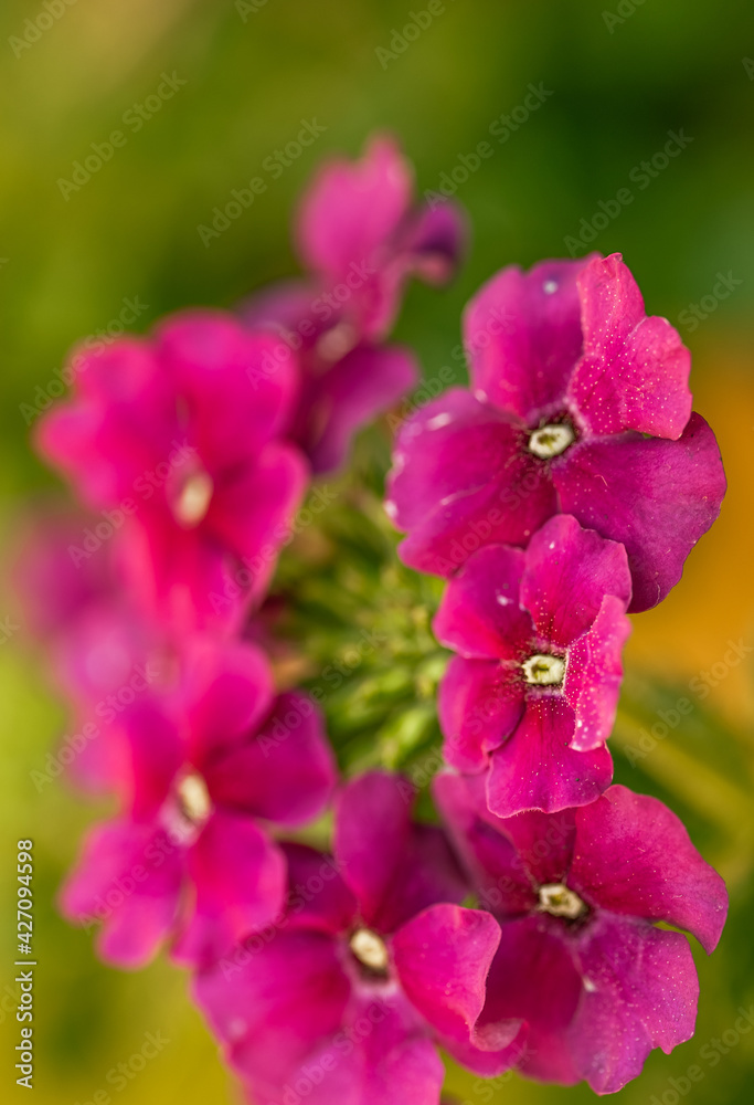 close up shot of garden verbena smooth blur background close up shot of garden verbena smooth blur background