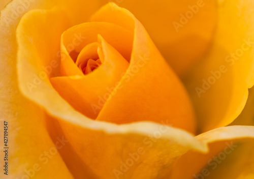 Close up shot of yellow rose with blur edges