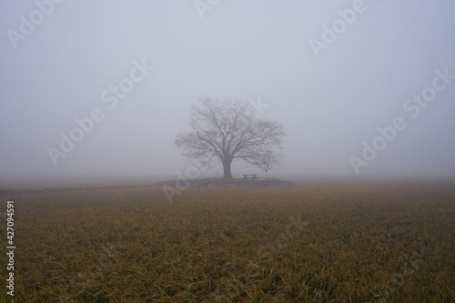A lonely tree in the misty dawn
