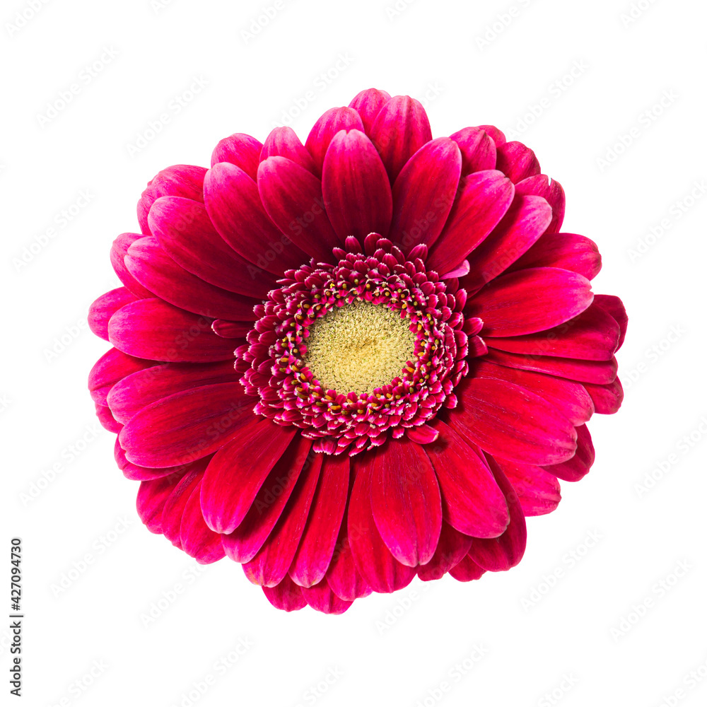 Beautiful pink red gerbera flower isolated on white background