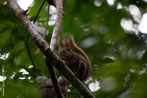 Ecureuil au sentier du Rorota en Guyane