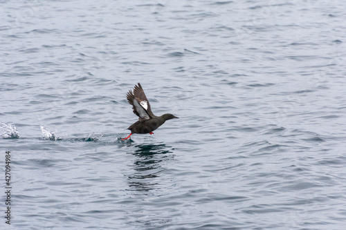 Black guillemot taking flight near Isafjordur on the Icelandic coast photo