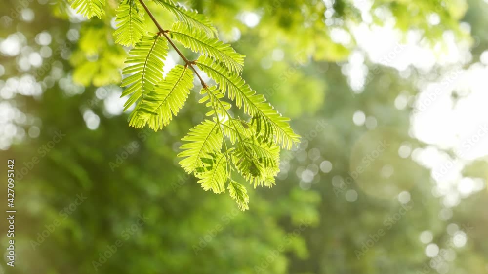 Camera moving around green tree branches in the park in the sunny morning, blur background Camera moving around green tree branches in the park in the sunny morning, blur background