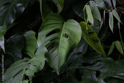 Feuille au sentier du Rorota en Guyane