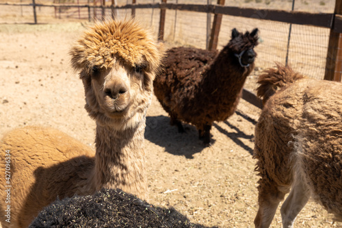 Llama head, dont call me Ned