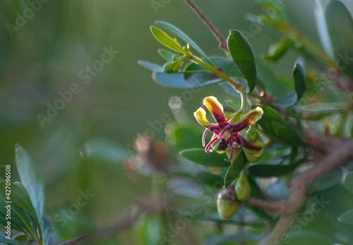 Flower of Argan tree