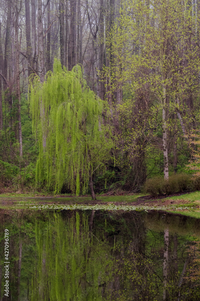 Fototapeta premium Vertical Photo of a Weeping Willow