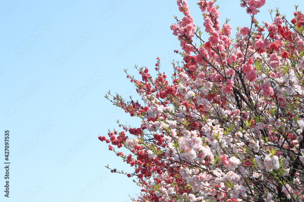 満開の花桃