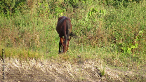 horse in the field © Hanna