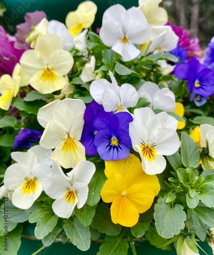 pansies bloom in the garden, close-up photo