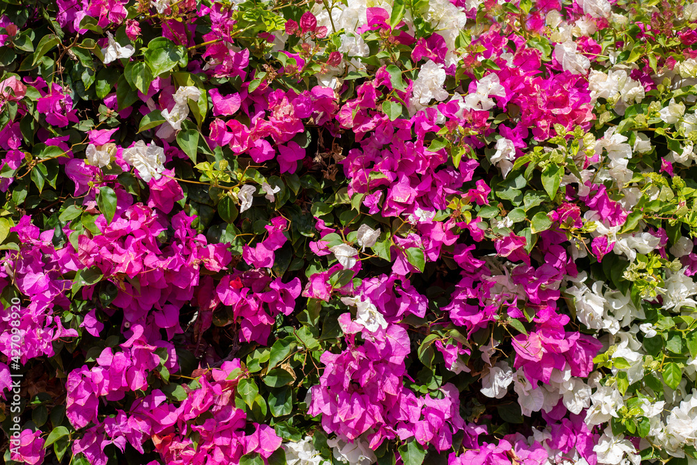 Wall of blooming pink bougainvillea. Bougainvillea flower fence. Flower pattern