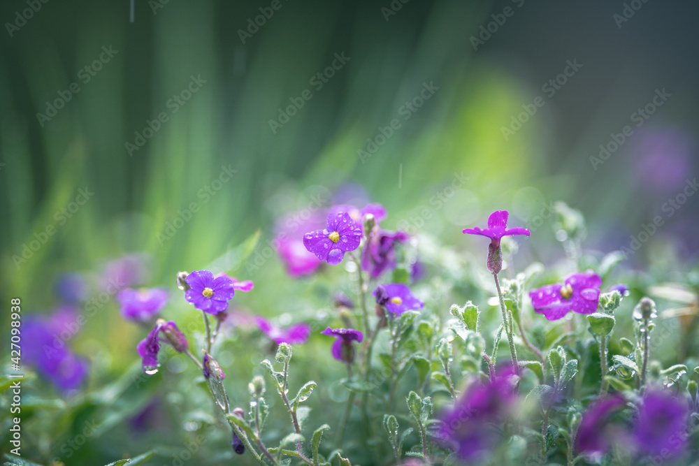 Fototapeta premium purple flowers under the rain