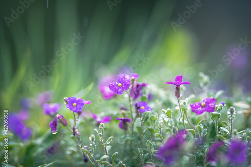purple flowers under the rain