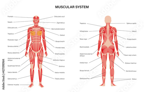 Human muscular system photo