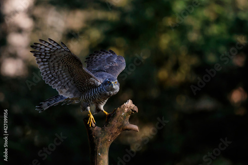 Northern goshawk (accipiter gentilis) sitting in the forest of Noord Brabant in the Netherlands
