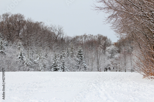 Photography Winter snow landscape in Cedarvale Park