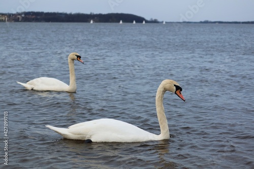 Two whooper swans (Cygnus cygnus) also known as the common swans or the mute swans (Cygnus olor). Beautiful white swans in the water. The Zegrze Reservoir (Zegrze Lake, Zegrzynski Lagoon). Poland photo