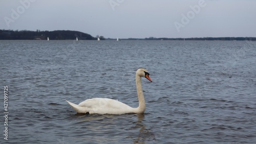 The whooper swan  Cygnus cygnus  also known as the common swan or the mute swan  Cygnus olor . Beautiful white swan in the water. Panoramic view